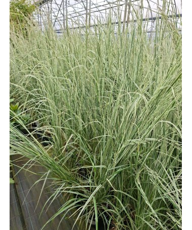 Roseau des Jardins Calamagrostis × acutiflora ‘Overdam’ P9/C1
