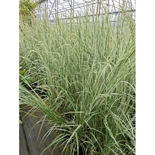 Roseau des Jardins Calamagrostis × acutiflora ‘Overdam’ P9/C1
