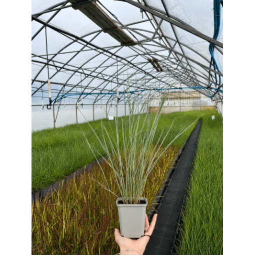 Roseau des Jardins Calamagrostis × acutiflora ‘Overdam’ P9/C1