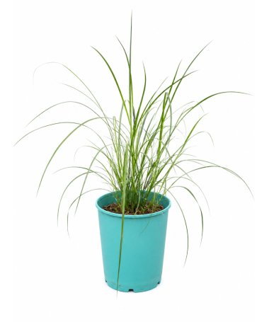 Miscanthus chinois 'Herman Mussel' pot, 4L