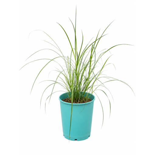 Miscanthus chinois 'Herman Mussel' pot, 4L