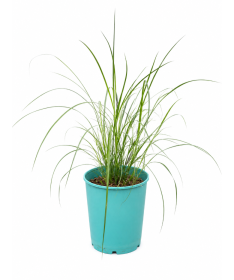 Miscanthus chinois 'Herman Mussel' pot, 4L