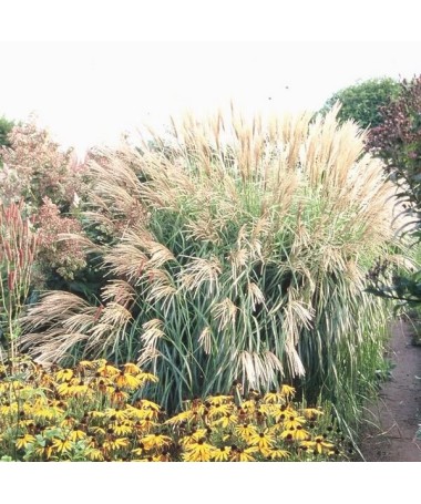 Miscanthus chinois 'Herman Mussel' pot, 4L