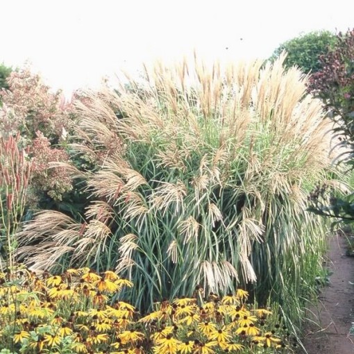 Miscanthus chinois 'Herman Mussel' pot, 4L