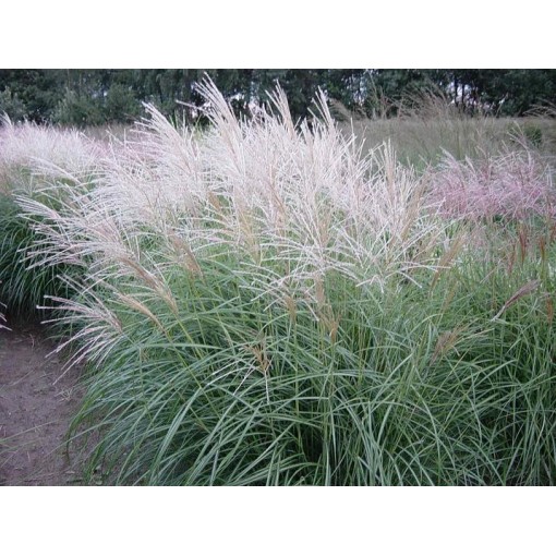 Miscanthus chinois 'Herman Mussel' pot, 4L
