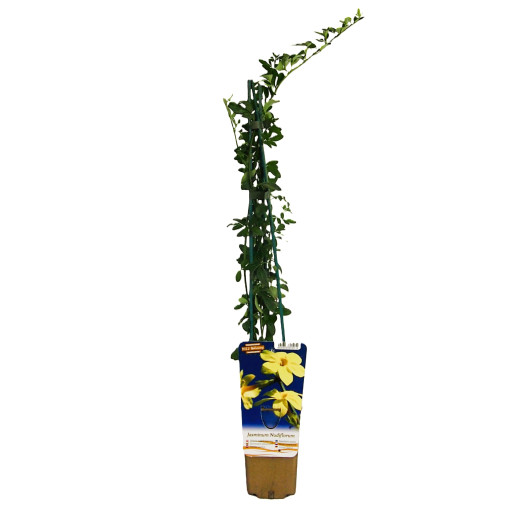 Jasmin "Fleur nue" pot, 2L