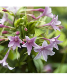 Jasmin de Stefan, pot de 2L