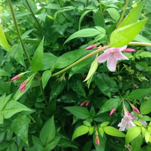 Jasmin de Stefan, pot de 2L