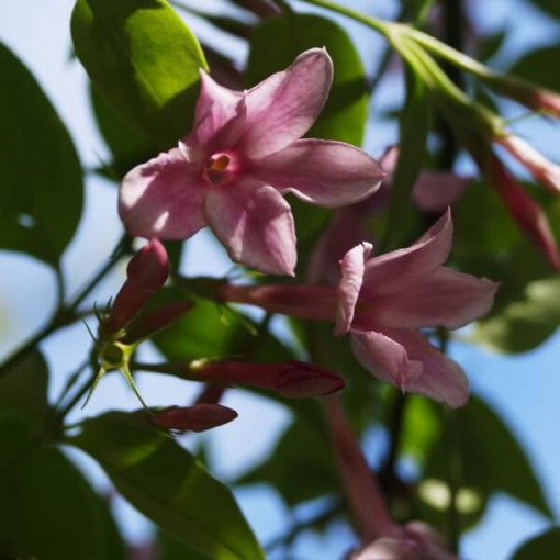 Jasmin de Stefan, pot de 2L