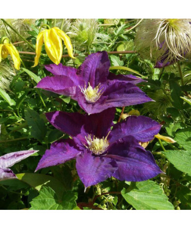 Clematis 'Lech Kaczyński', pot de 4L