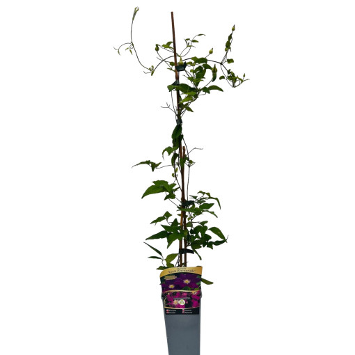Clematis 'Lech Kaczyński', pot de 4L
