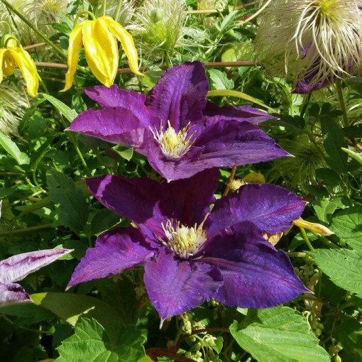 Clematis 'Lech Kaczyński', pot de 2L
