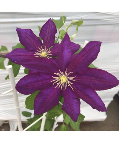 Clematis 'Lech Kaczyński', pot de 2L