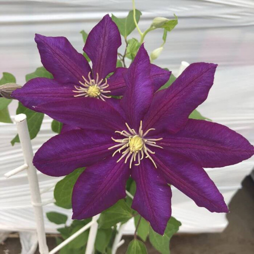 Clematis 'Lech Kaczyński', pot de 2L
