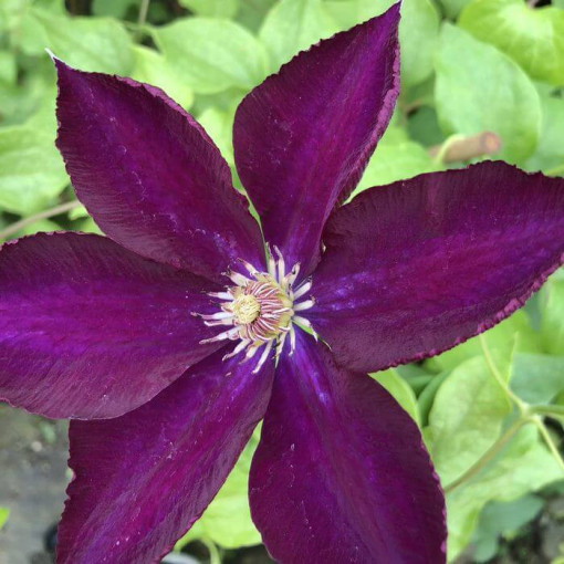 Clematis 'Lech Kaczyński', pot de 2L