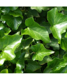 Lierre irlandais, pot de 4L