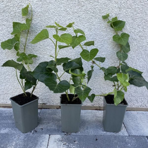 Lierre irlandais, pot de 4L