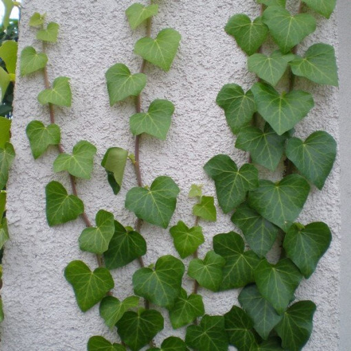 Lierre irlandais, pot de 4L