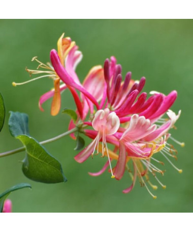 Chèvrefeuille 'American Beauty', pot de 4L