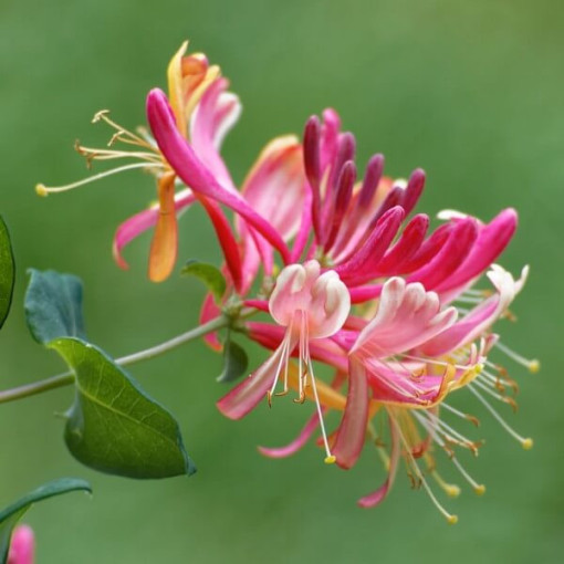 Chèvrefeuille 'American Beauty', pot de 4L