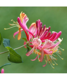 Chèvrefeuille 'American Beauty', pot de 4L