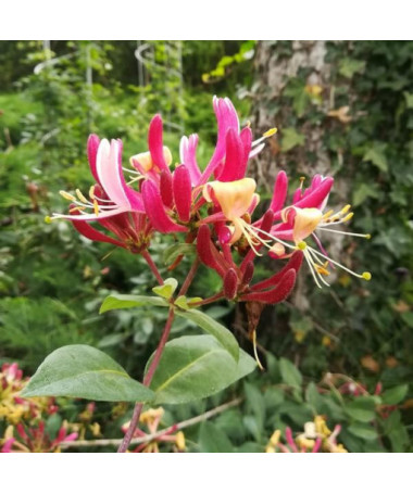 Chèvrefeuille 'American Beauty', pot de 4L