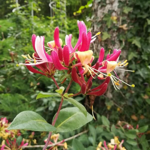 Chèvrefeuille 'American Beauty', pot de 4L