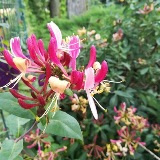 Chèvrefeuille 'American Beauty', pot de 4L