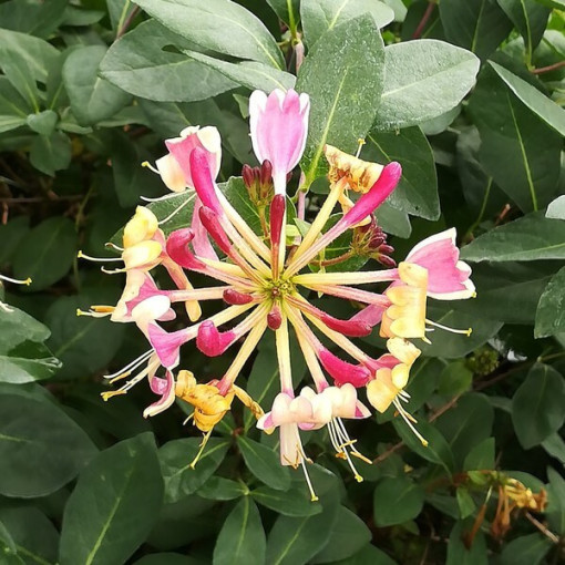 Chèvrefeuille 'American Beauty', pot de 4L