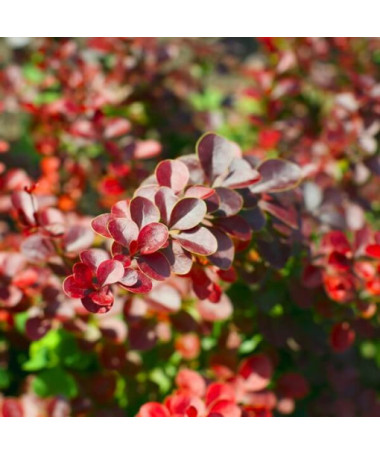Berberis Thunbergii 'Hellmond Pilar' pot, 2L