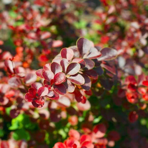 Berberis Thunbergii 'Hellmond Pilar' pot, 2L