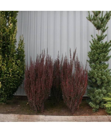 Berberis Thunbergii 'Hellmond Pilar' pot, 2L