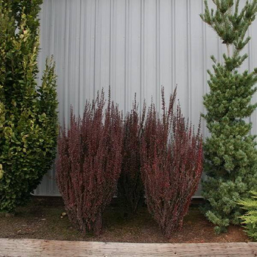 Berberis Thunbergii 'Hellmond Pilar' pot, 2L