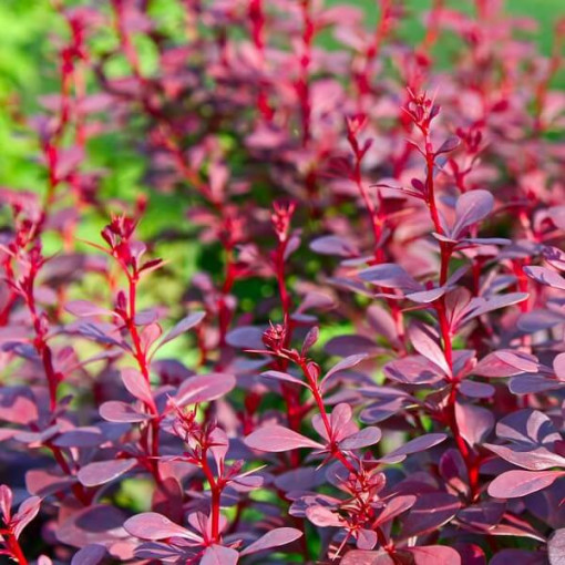 Berberis Thunbergii 'Atropurpurea Nana' pot, 2L