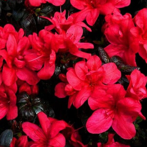 Rhododendron (Azalée) 'Marushka' pot, 2L