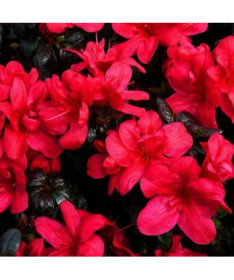 Rhododendron (Azalée) 'Marushka' pot, 2L