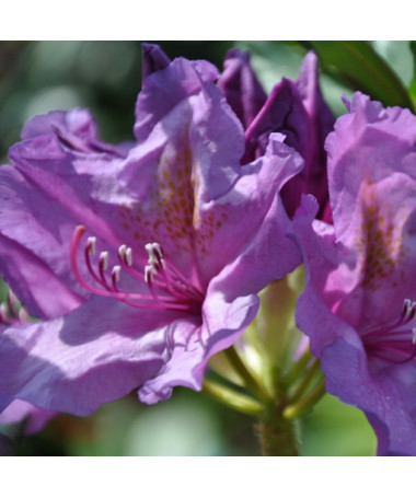 Rhododendron (Azalée) Catawbiense Grandiflorum pot, 2L