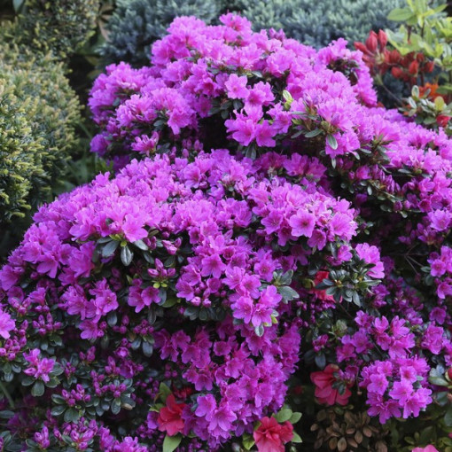 Rhododendron (Azalée) 'Geisho Purple' pot, 2L