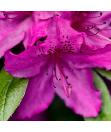 Rhododendron (Azalée) 'Koningstein' pot, 2L