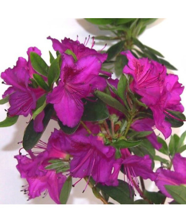 Rhododendron (Azalée) 'Koningstein' pot, 2L