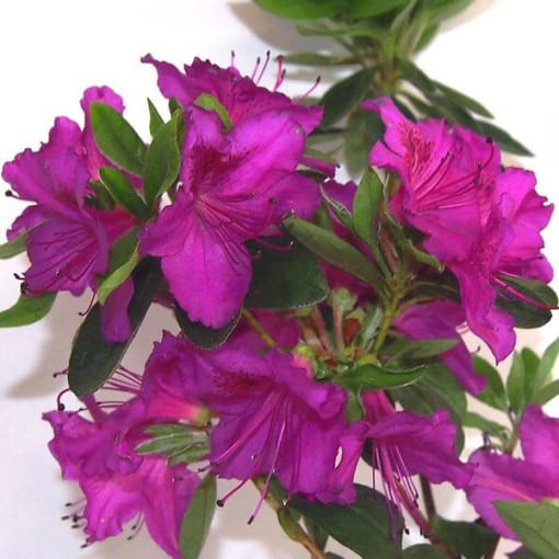 Rhododendron (Azalée) 'Koningstein' pot, 2L