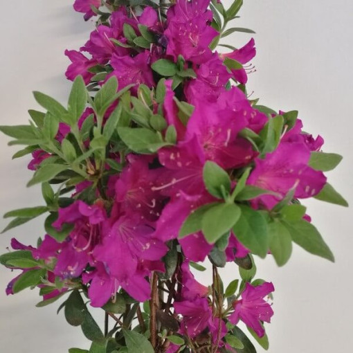 Rhododendron (Azalée) 'Koningstein' pot, 2L