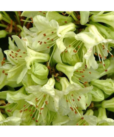 Rhododendron (Azalée) Shamrock pot, 2L