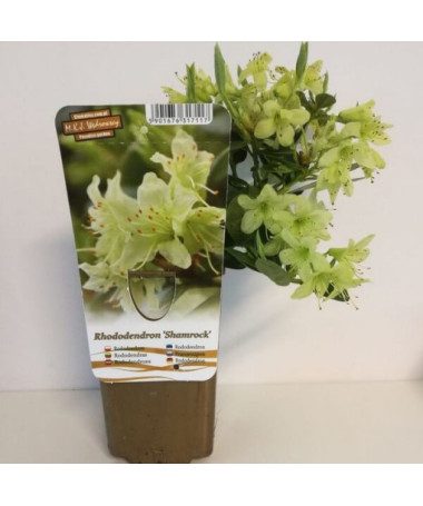 Rhododendron (Azalée) Shamrock pot, 2L