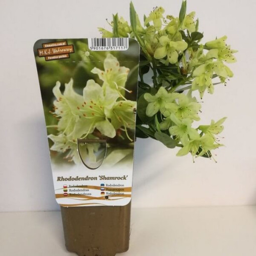 Rhododendron (Azalée) Shamrock pot, 2L