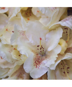 Rhododendron (Azalée) 'Cream Crest' pot, 2L