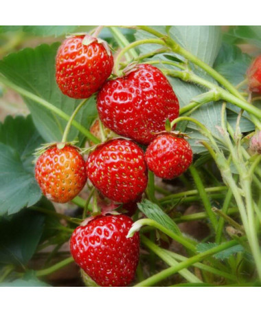 Fraise 'Honeoye' pot, P9