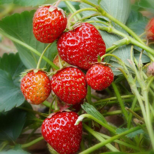 Fraise 'Honeoye' pot, P9