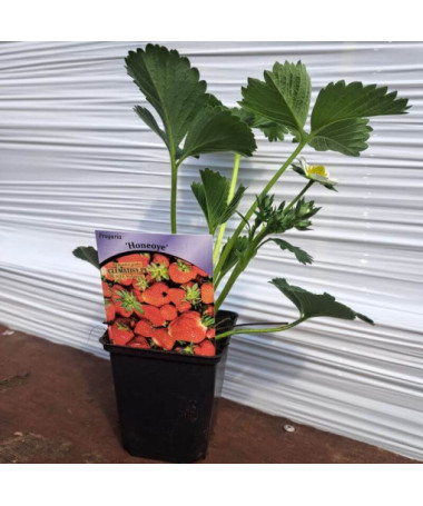 Fraise 'Honeoye' pot, P9