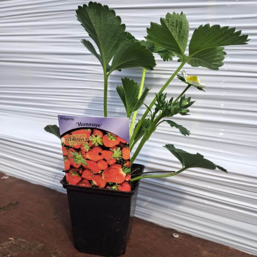 Fraise 'Honeoye' pot, P9